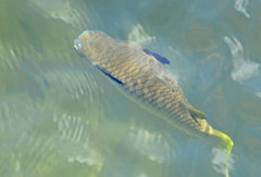 Ellochelon vaigiensis
