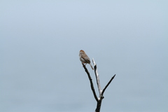 Cisticola fulvicapilla