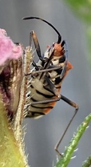 Aulacosternum nigrorubrum