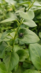 Salticidae