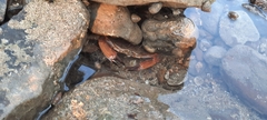 Charybdis hellerii