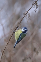 Cyanistes caeruleus
