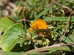 Pultenaea maritima