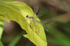 Diphlebia euphoeoides