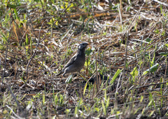 Spodiopsar cineraceus