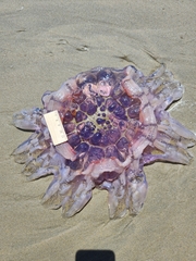 Cyanea