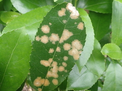 Cephaleuros lagerheimii