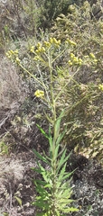 Senecio pterophorus