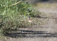 Emberiza cioides