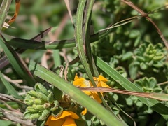 Pultenaea maritima