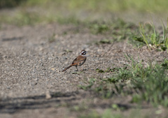 Emberiza cioides