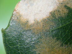 Cephaleuros lagerheimii