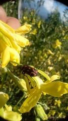 Astylus bourgeoisi