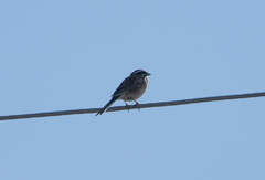 Emberiza cioides