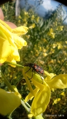Astylus bourgeoisi