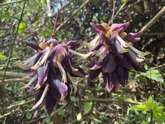 Mucuna