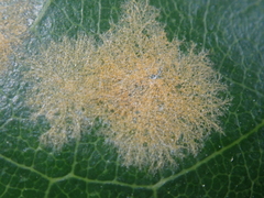 Cephaleuros lagerheimii