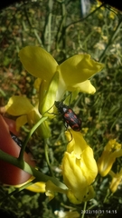 Astylus bourgeoisi