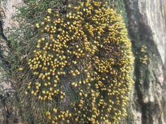 Venturiella sinensis