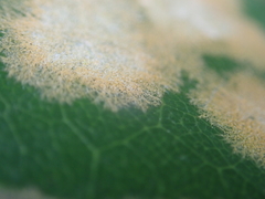 Cephaleuros lagerheimii