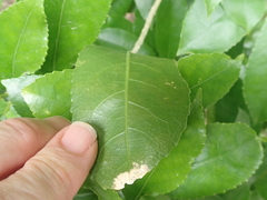 Cephaleuros lagerheimii