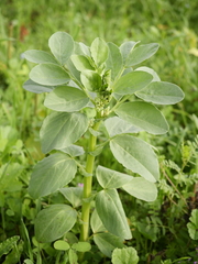 Vicia faba