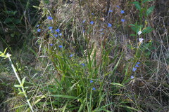 Aristea ecklonii