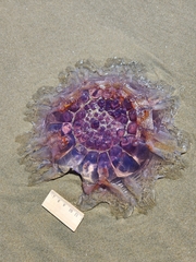 Cyanea