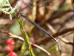 Pseudagrion kersteni