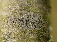 Lecidella elaeochroma