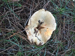 Lactarius sanguifluus