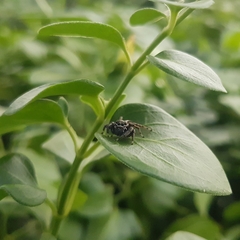 Salticidae