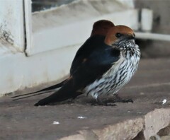 Cecropis abyssinica