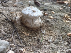 Amanita strobiliformis
