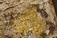 Chrysothrix xanthina