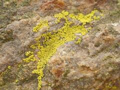 Candelariella aurella