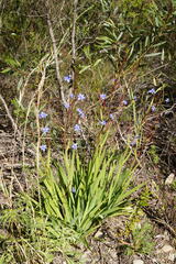 Aristea ecklonii
