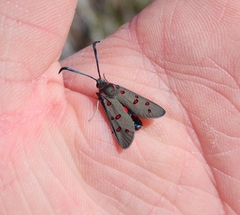 Neurosymploca caffra