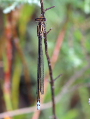 Pseudagrion kersteni