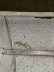 Hemidactylus