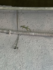 Hemidactylus