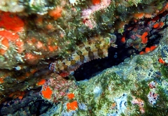 Parablennius gattorugine