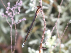 Pseudagrion kersteni