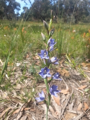 Thelymitra aristata