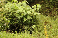 Sparrmannia africana
