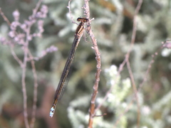 Pseudagrion kersteni