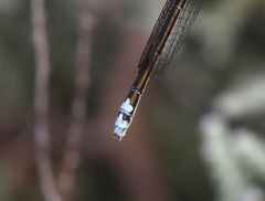Pseudagrion kersteni