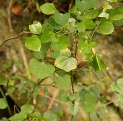 Cissampelos torulosa