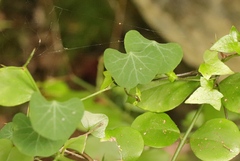 Cissampelos torulosa