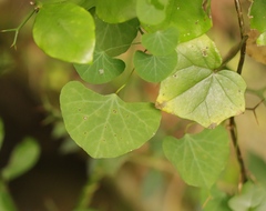 Cissampelos torulosa